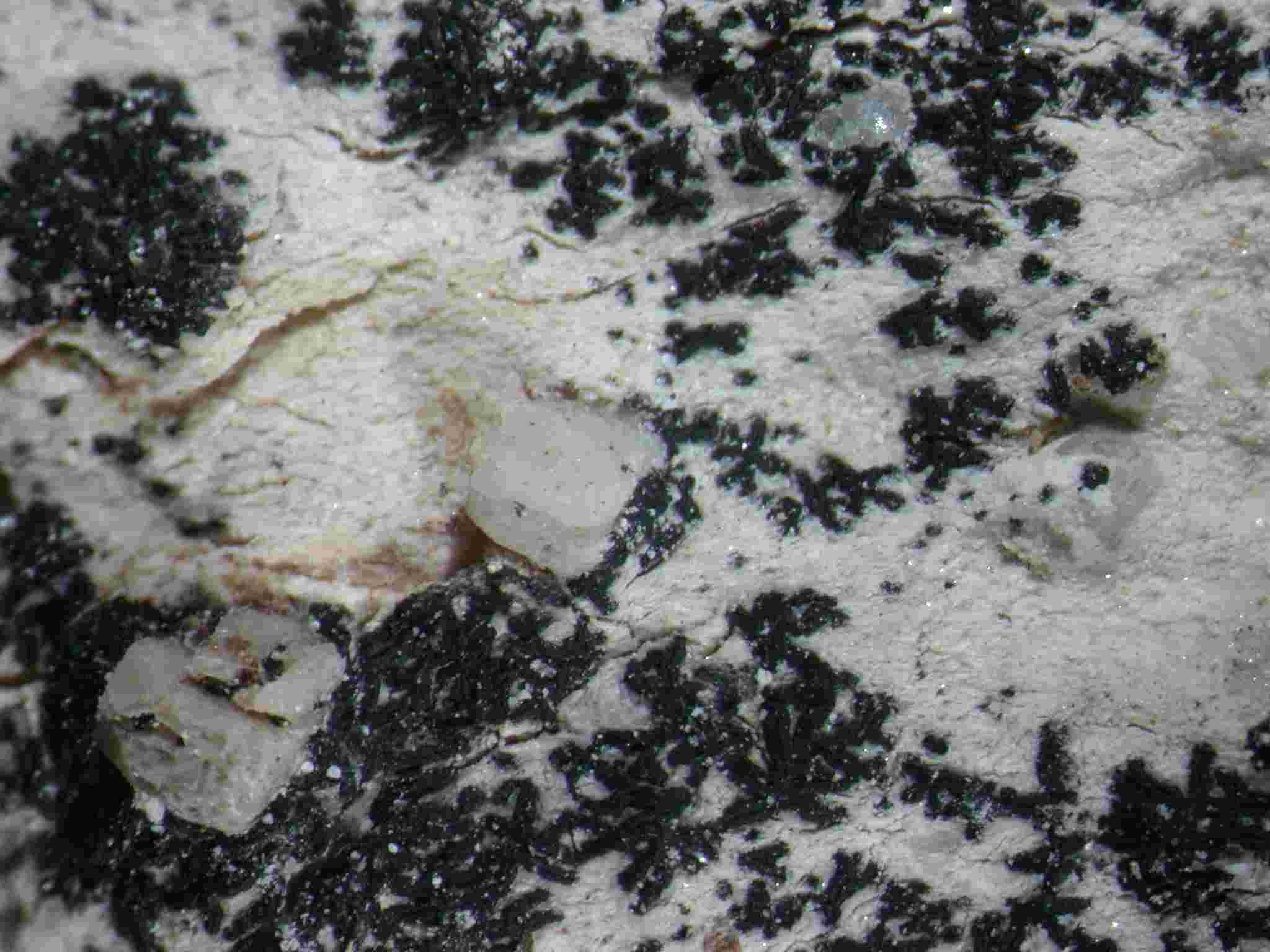 [Arthonia calcarea]